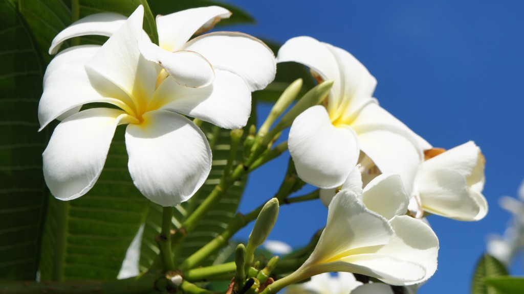 White Flower in the blue sky Hawaii